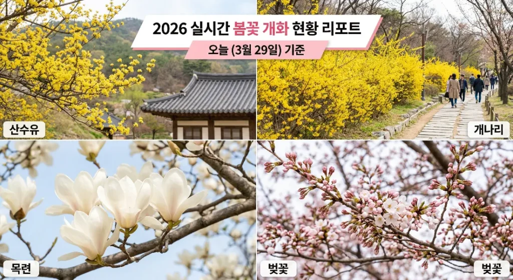2026 실시간 봄꽃 개화 현황